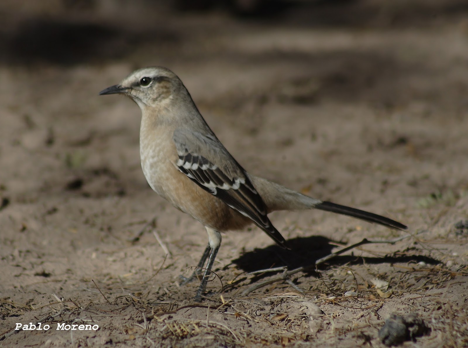 Aves de Mendoza: Calandria mora(Mimus patagonicus)