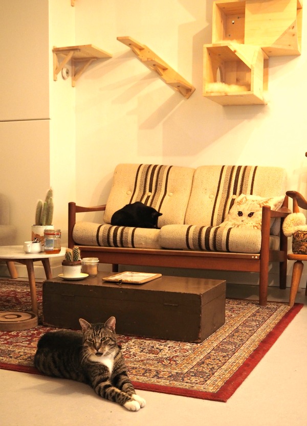 Cats from Amsterdam Traveling Cats Travel Pictures of