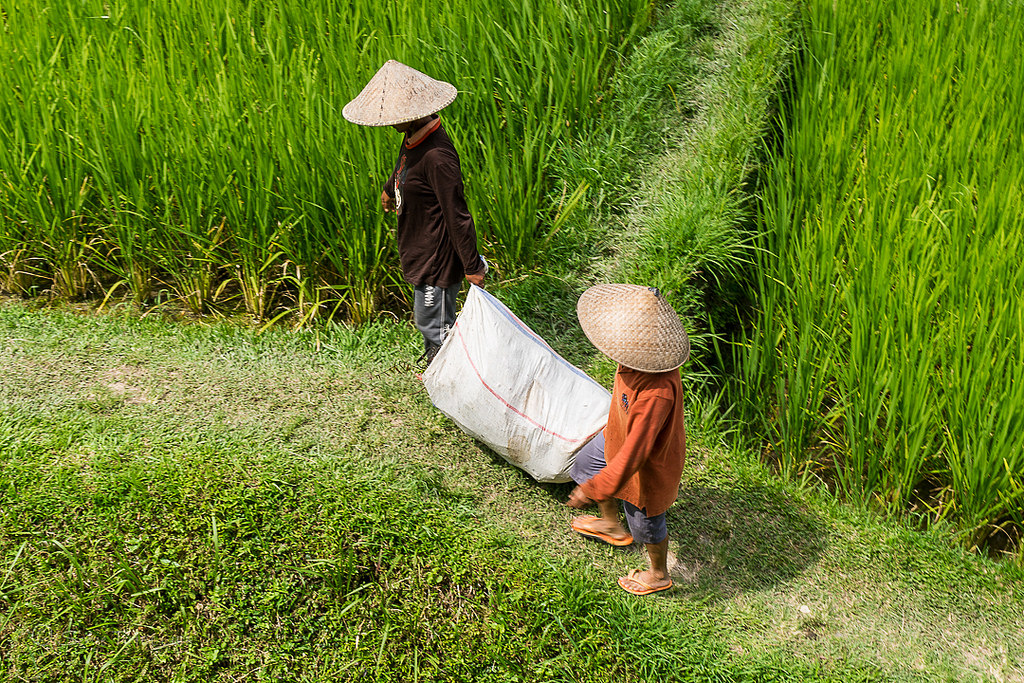 La Culture Du Riz A Bali Voyage A Bali Et En Indonesie Location En Villa Et Hotel A Bali