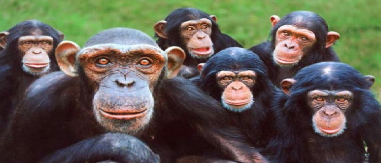<center> <b> La Vida de los Primates </b> </center> 