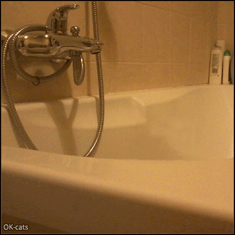 Art Cat GIF • Funny cat with flashing eyes, hidden in the bathtub spies on his naked human Art Cat GIF • Funny cat with flashing eyes, hidden in the bathtub spies on his naked human