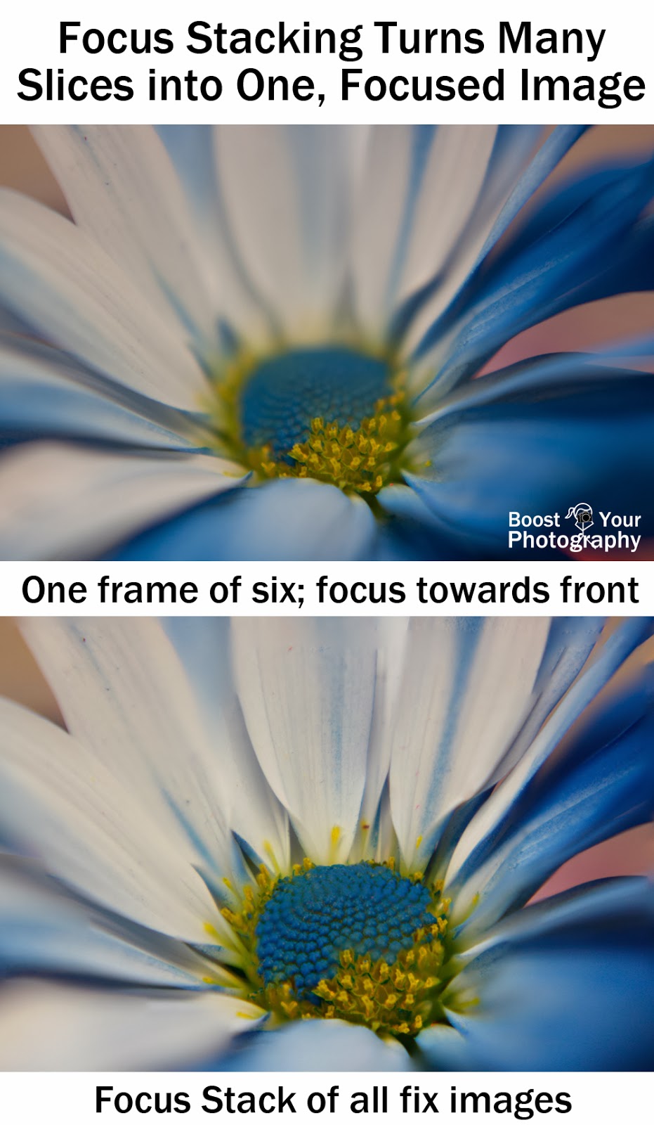 Focus Stacking Increases Depth of Field in Macro | Boost Your Photography