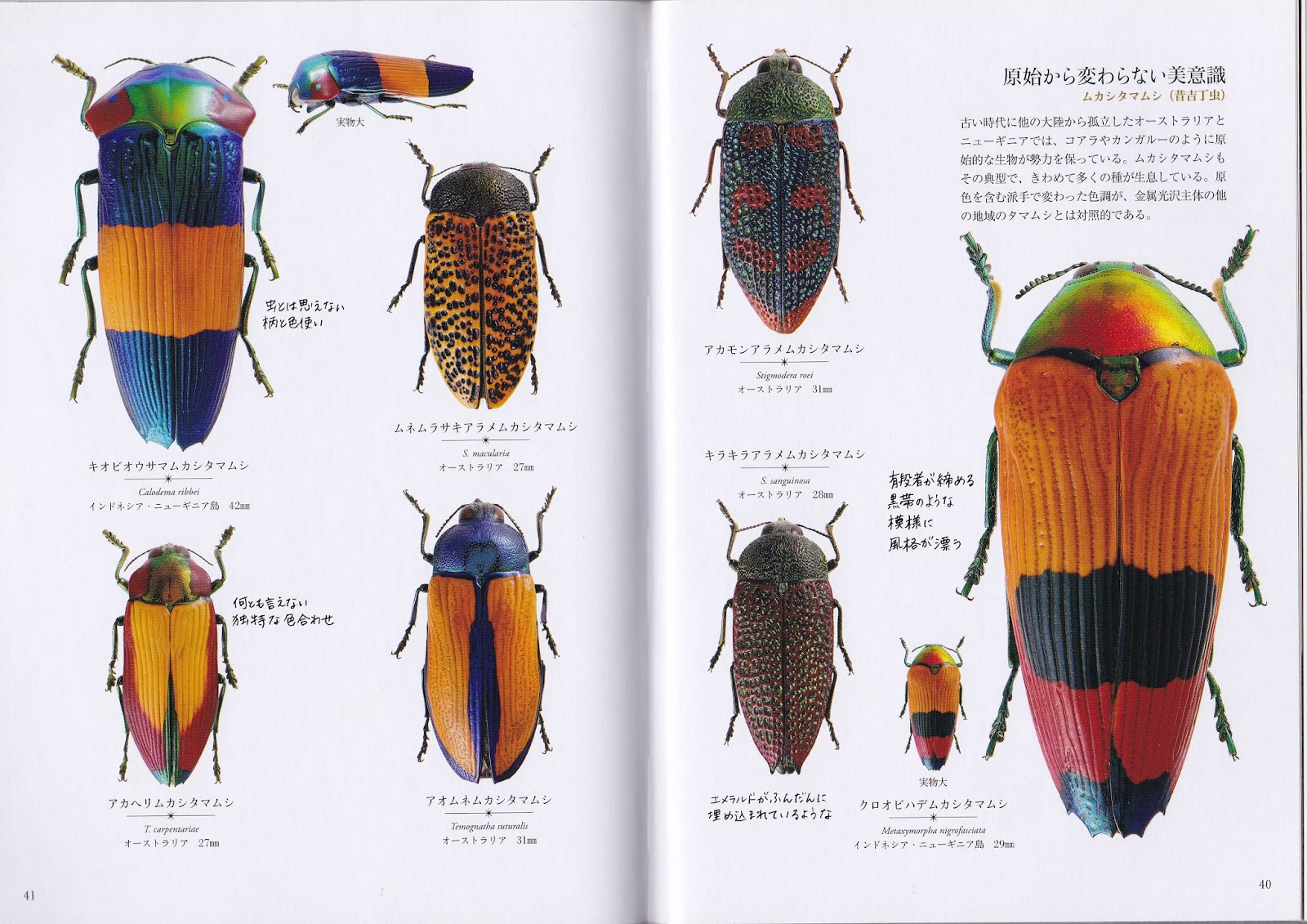 激レア　キラキラアラメムカシタマムシ　甲虫　標本　昆虫 激レア キラキラアラメムカシタマムシ 甲虫 標本 昆虫 アラメムカシ