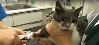 Kedi-Kısırlaştırma-Operasyonu Dişi-Kedi-Kısırlaştırma