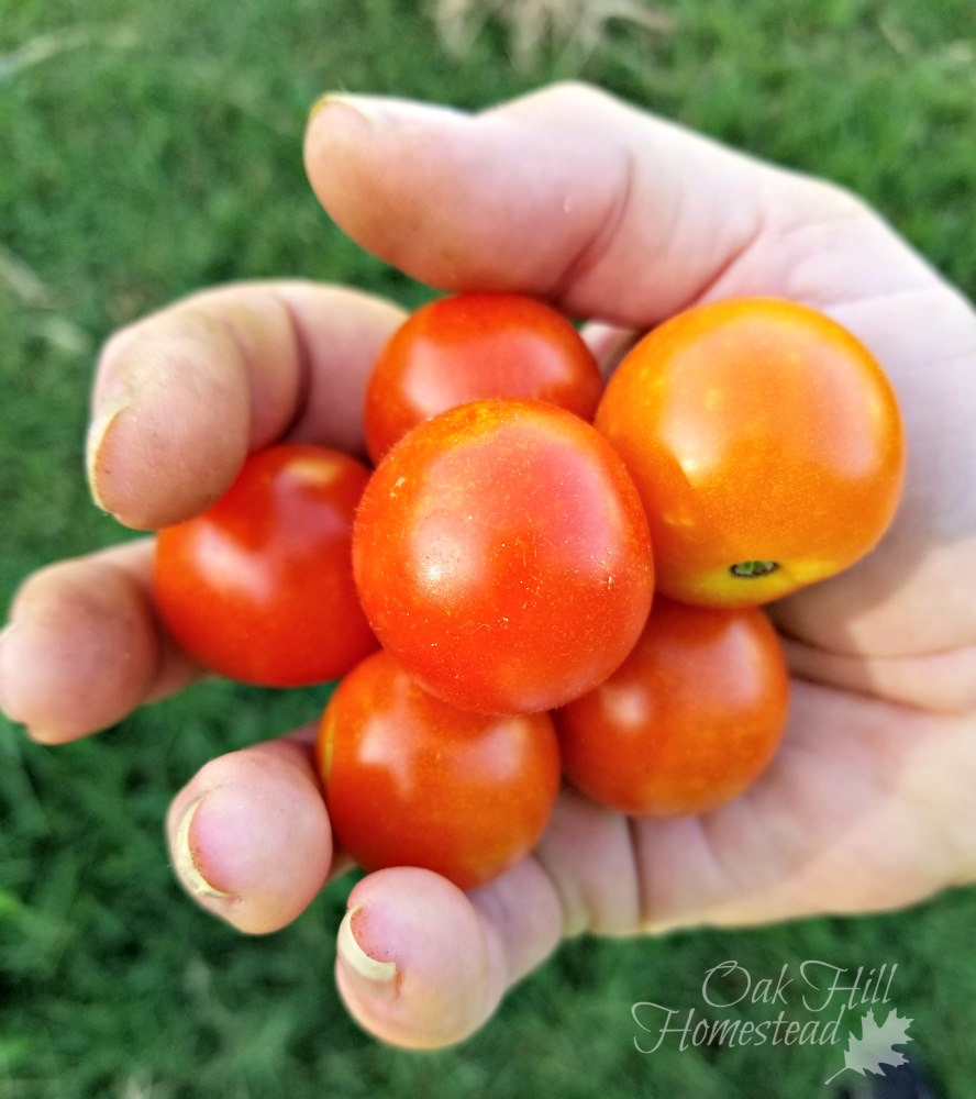 How to Save Tomato Seeds from Your Garden Oak Hill Homestead
