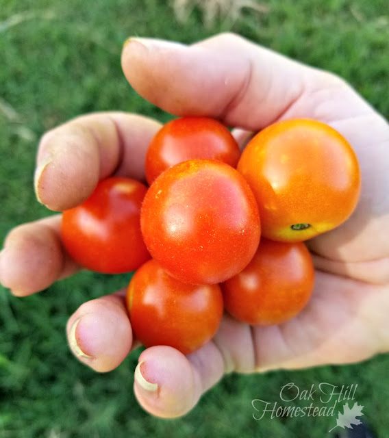 Here's the best way to save tomato seeds from your garden so you can plant them next year.