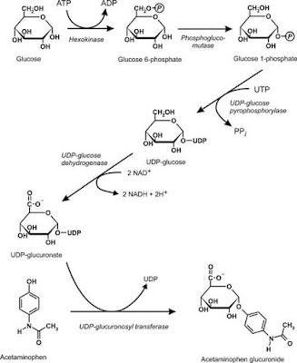 Formation of UDP-glucuronate