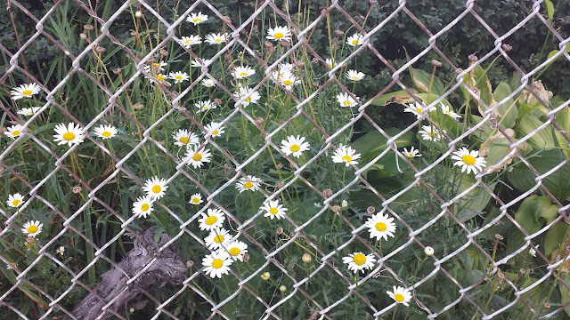 Daisy flowers behind a fence - photo by Paul Cram