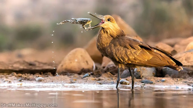 Hamerkop is a medium-sized wading bird. It is the only living species of the Scopus genus and the Scopid family. (Photo by Daniel Zhang)