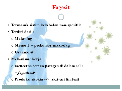Fagosit