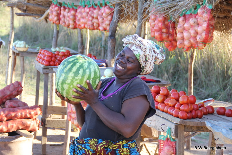 An African Odyssey Melon Season in Zambia