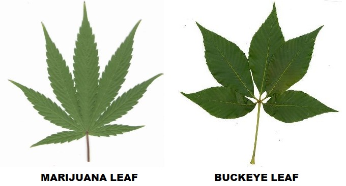 clip art buckeye leaf - photo #16