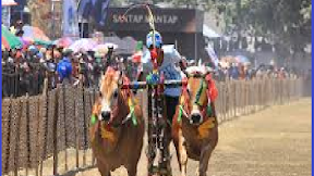 Asal Usul Karapan Sapi (Cerita dari Madura) #karapansapi