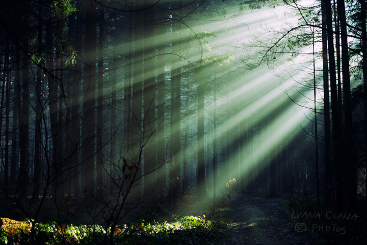 сквозь лунный свет. лунный свет сквозь деревья. луна в окне. свет проходит сквозь дерево. луна и ветки.