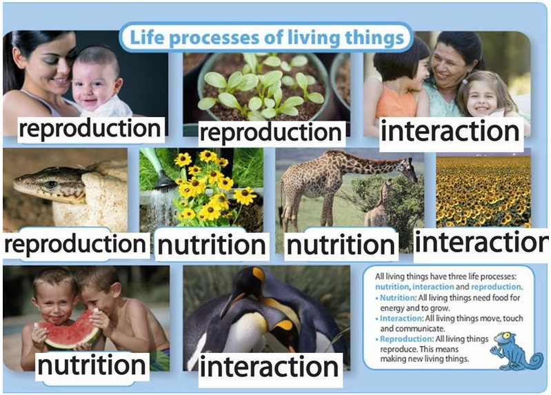 Science and Physical Education: Unit 1: Living Things