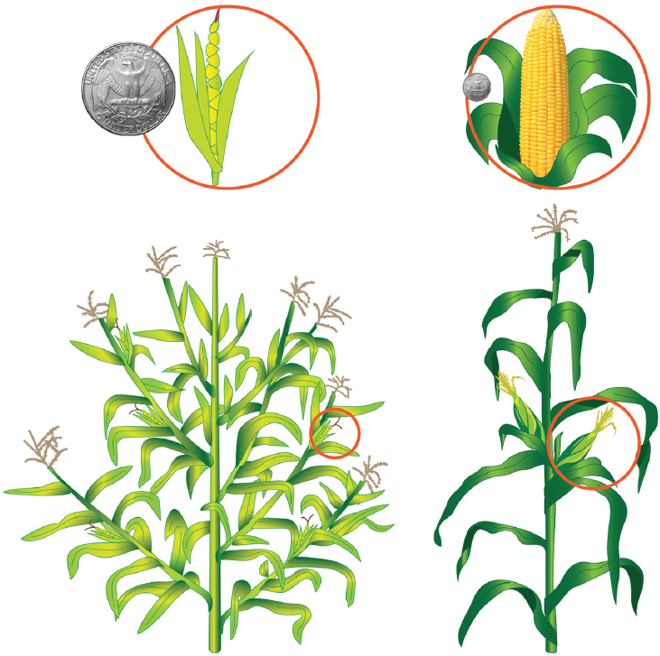 Biotechnology And Genetic Engineering 2019