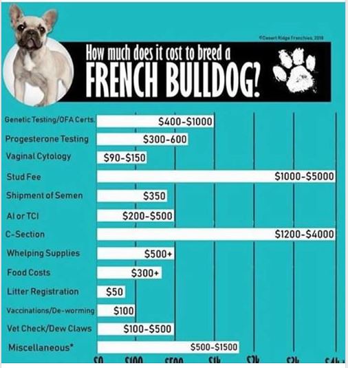 Why French Bulldogs Are So Expensive