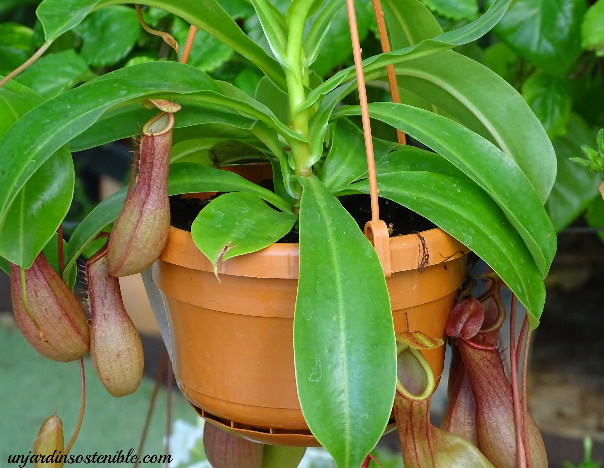 Nepenthes-carnívora jarro)