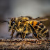France Is The First Country To Ban All Five Bee-Killing Pesticides