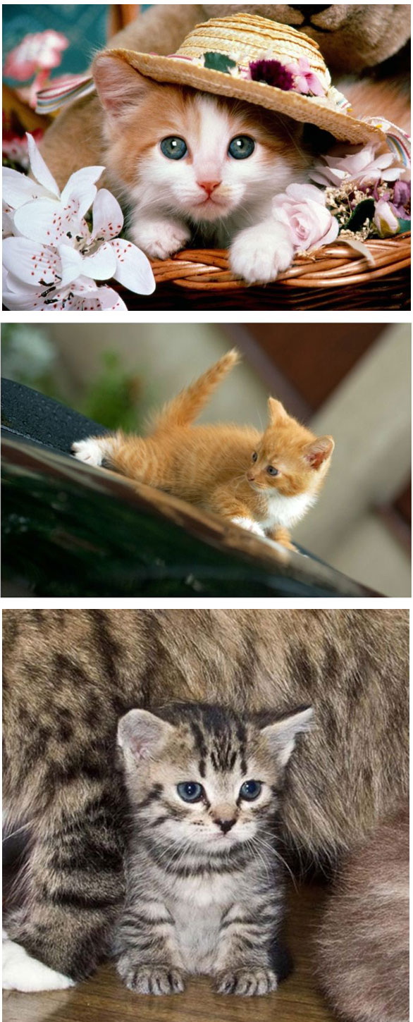 (20Gambar) Koleksi Gambar Kucing Yang Seriusly Cuteness Overload