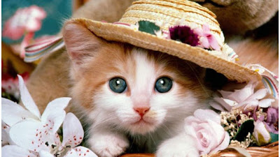 Kucing gemoy bermain di taman