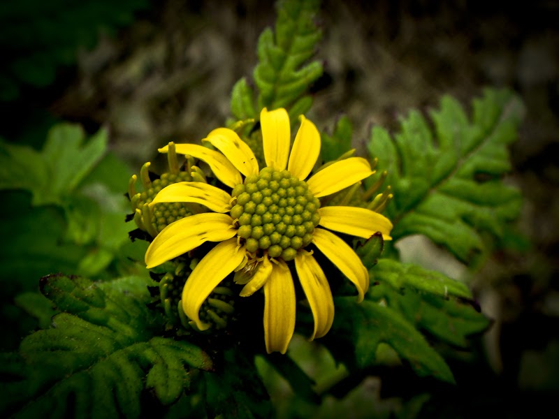 Valley of Flowers on Shrikhand Mahadev Trek in Kullu, Himachal Pardesh