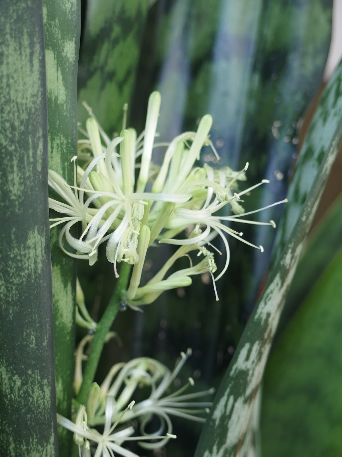 Kolonisten Svea: Krukväxter