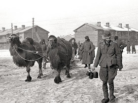 Germans using camels as pack animals at Stalingrad worldwartwo.filminspector.com