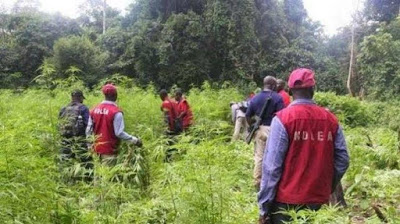 NDLEA arrests 7 suspects and seized cannabis that worth N1.4bn