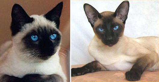 Blog Keluarga Dandy: Jenis- Jenis Ras Kucing