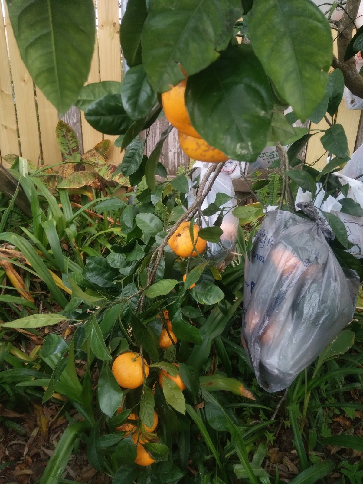 All Things Considered The Satsumas of New Orleans, USA