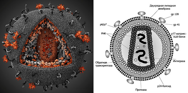 Рисунок 2. Строение вируса иммунодефицита человека (ВИЧ). Диаметр частицы ВИЧ составляет примерно 100–120 нм. gp120 — поверхностный белок, молекулы которого формируют «шляпку гриба». Именно этот белок взаимодействует с антителами и рецептором клетки-мишени (gp — гликопротеин, 120 — масса белка в дальтонах). gp41 — белок, формирующий «ножку гриба», встроенную в липидную мембрану вируса. р24 — внутренний белок, две тысячи молекул которого составляют капсид вируса (кор), имеющий форму усеченного конуса. р17 — матриксный белок, образующий слой толщиной 5–7 нм между внешней оболочкой и капсидом. Интеграза, ревертаза и протеаза — ферменты, необходимые для жизненного цикла вируса. РНК (2 копии) — хранилище генетической информации (ВИЧ — ретровирус). Генетический аппарат ВИЧ-1, связанный с нуклеокапсидным белком p7, имеет длину около 10 тыс. нуклеотидов и содержит девять генов.