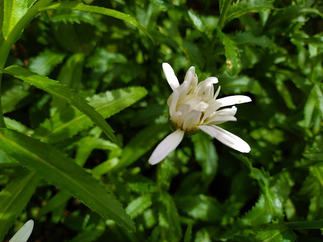 Margarita mayor (Leucanthemum vulgare Lam. o Chrysanthemum leucanthemum L.).