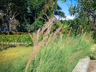 Natural Beauty Of The Garden With Ornamental Grassland Plants In The Morning Sunshine At The Village North Bali Indonesia