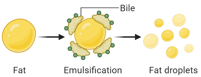 Is Bile a Digestive Enzyme? | Biology Quiz