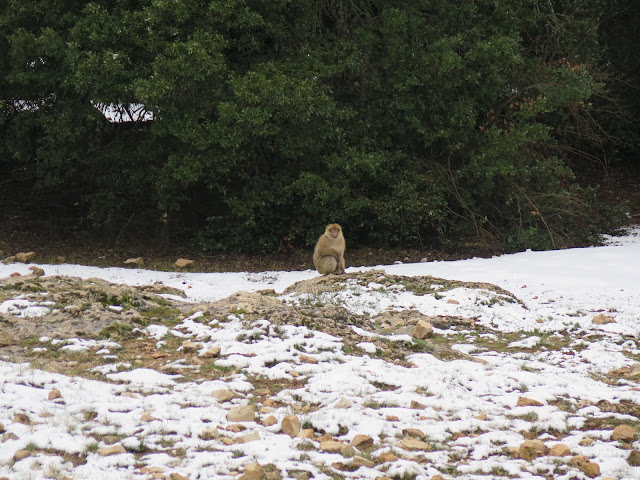 Monos hacia Oum Er-Rbia