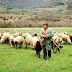 Ήπειρος:Ενημέρωση κτηνοτρόφων για τις κατανεμηθείσες  από τον ΟΠΕΚΕΠΕ εκτάσεις βόσκησης