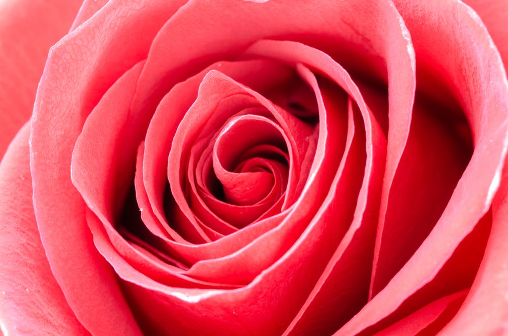 Rose Flowers DP For Whatsapp [ Download ] GOODMORNINGIMAGESS