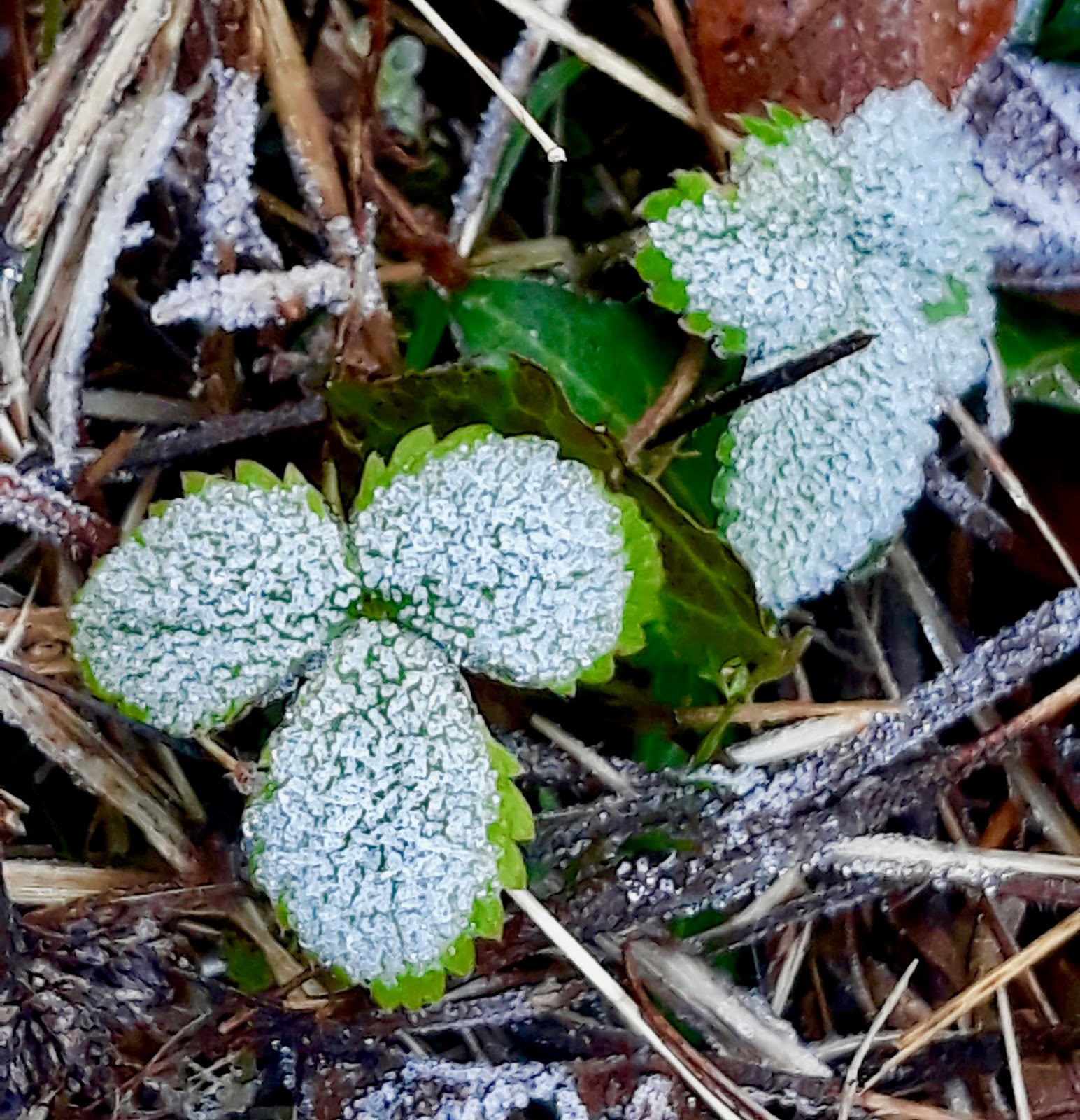 Au Jardin De Gine