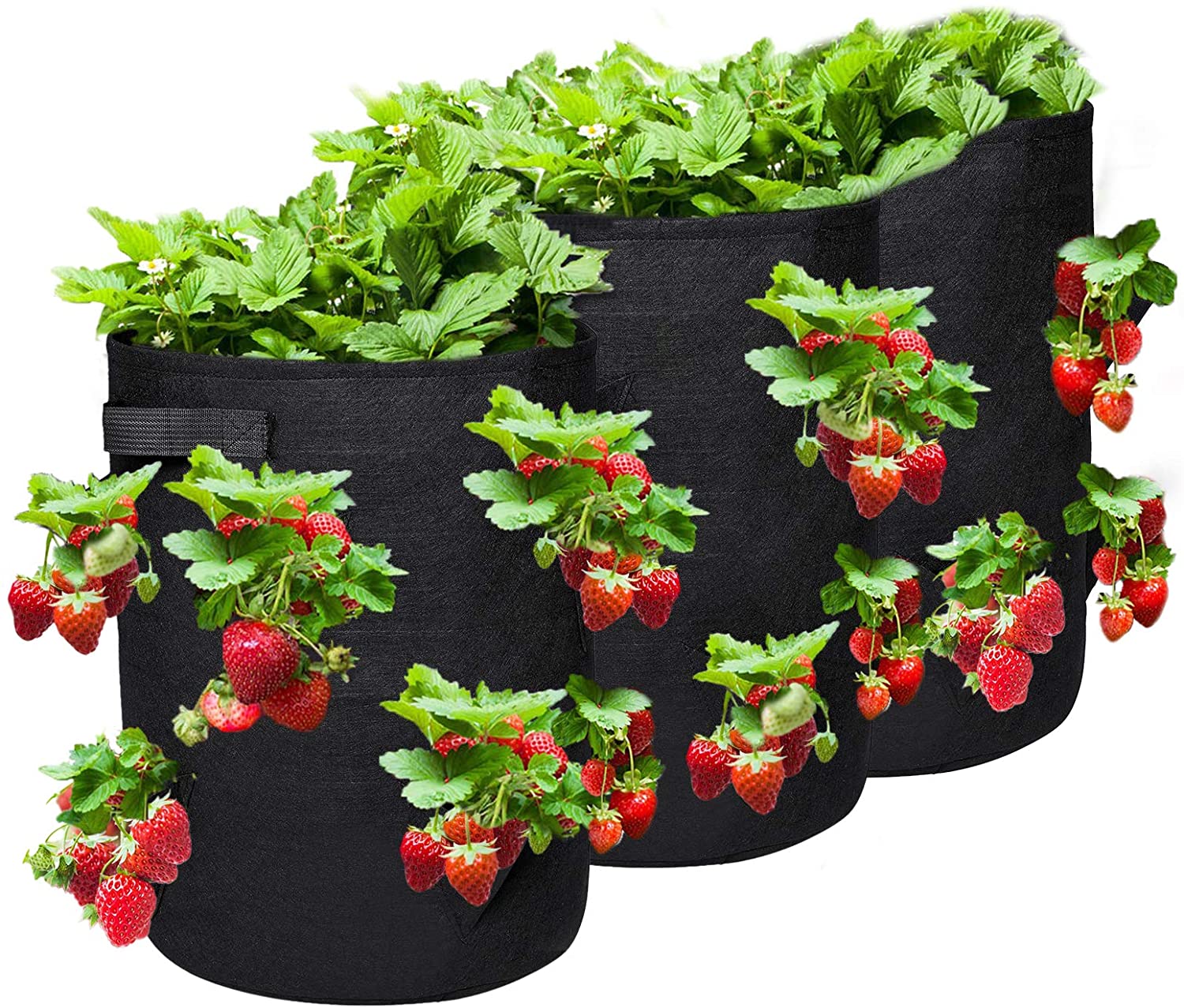 Grow bags can be used to cultivate herbs, fruits, vegetables, and flowers.