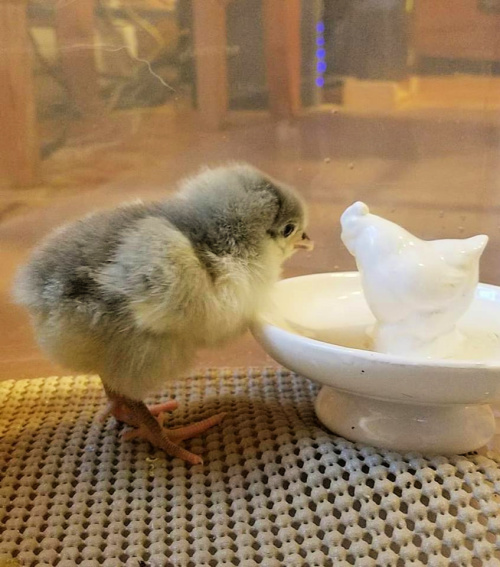 Baby Chick Supply List [printable!] Fresh Eggs Daily® with Lisa Steele