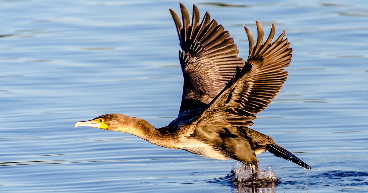 Vernon Chalmers Photography Whitebreasted cormorant in flight with