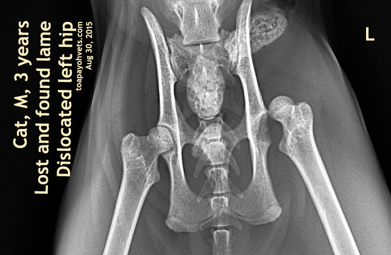 2010vets 3116. A 12yearold Maltese fell from the bed and dislocated