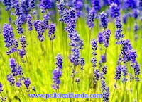 Lavender image free download