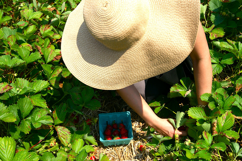 The Merrylander STRAWBERRY PICKING