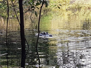 Nose and eyes of a caiman above the water