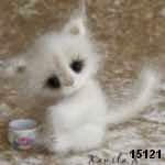 patron gratis gato amigurumi, free pattern amigurumi cat