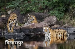 अचानकमार टाइगर रिजर्व बिलासपुर