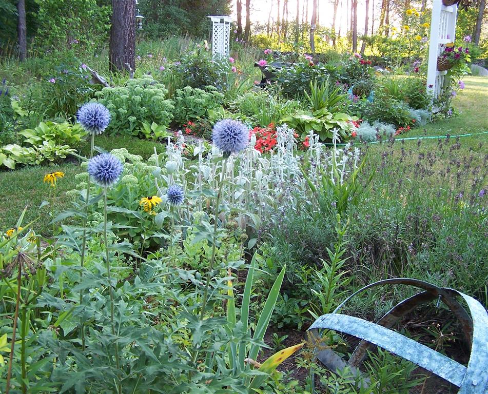 Perennial Passion Globe Thistle
