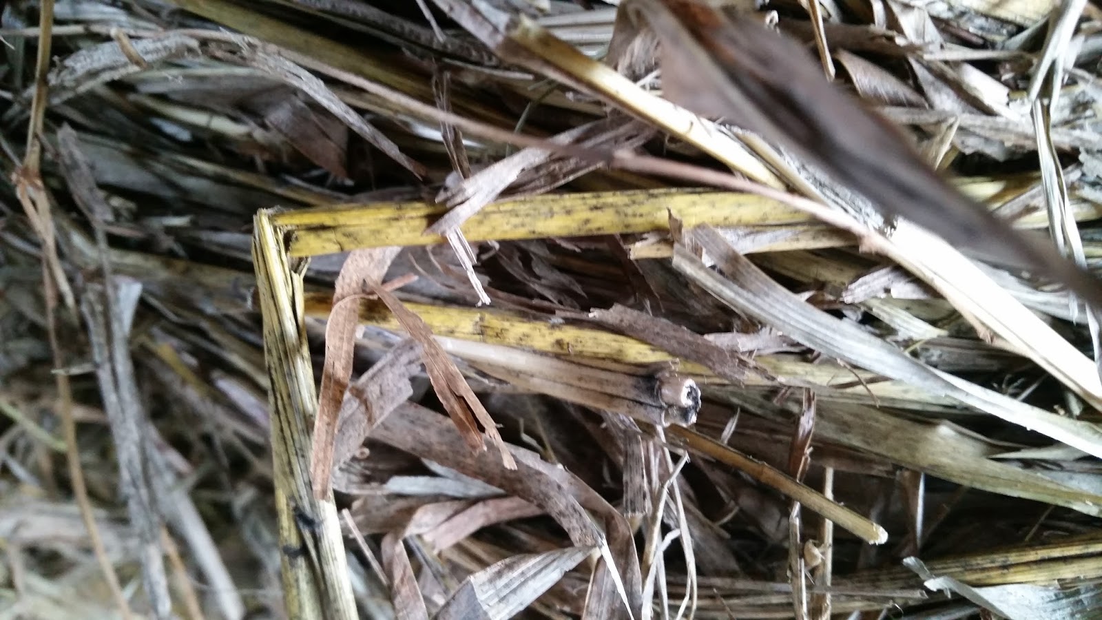 Sustainable Mycology Field identification of moldy hay with foldscope